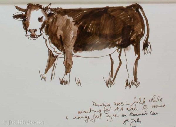 Cow in Dorset